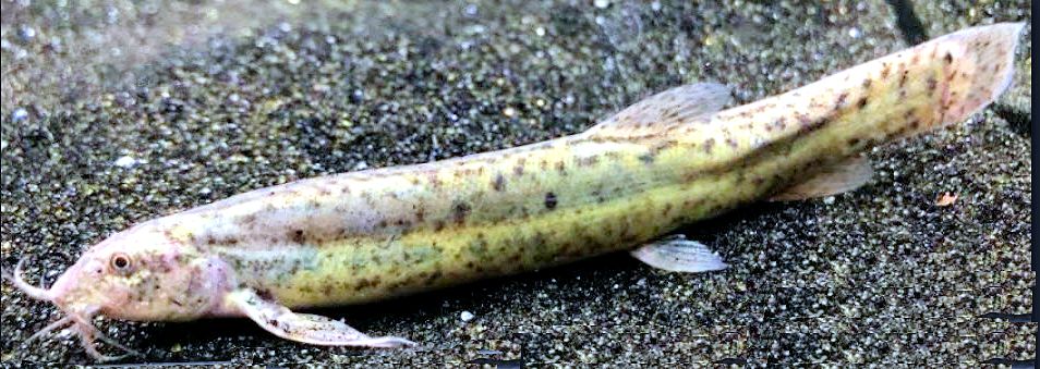 Misgurnus anguillicaudatus_05.jpg